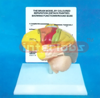 DESK-TYPE, MIDDLE HUMAN LEFT BRAIN MODEL COLOURED BY FUNCTION